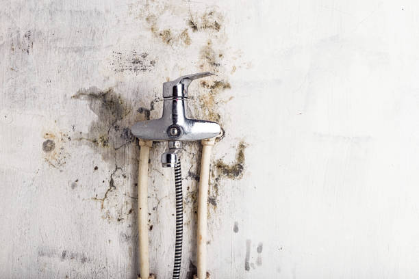 Best Professional Mold Removal  in Cairo, NE