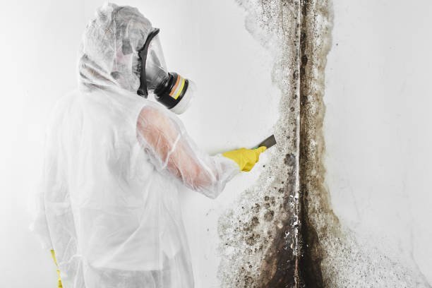 Best Mold Testing  in Cairo, NE