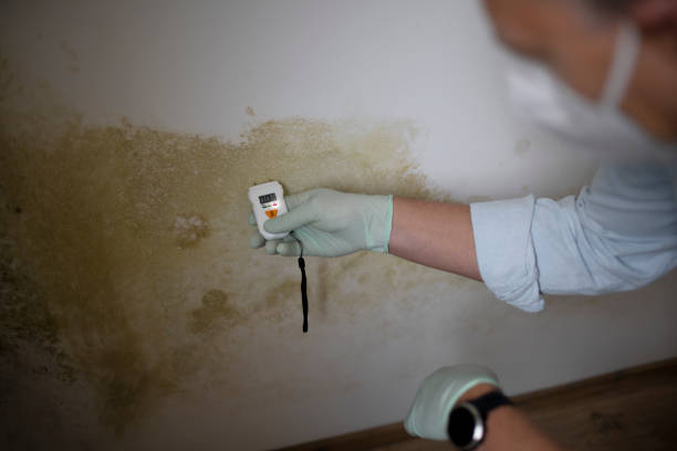Best Mold Damage Repair  in Cairo, NE