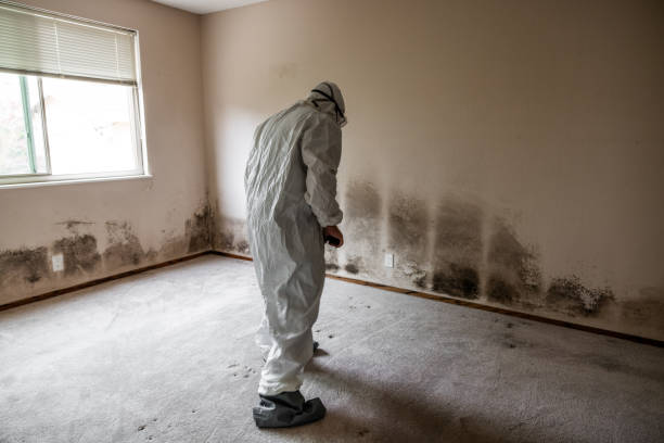 Best Attic Mold Removal  in Cairo, NE
