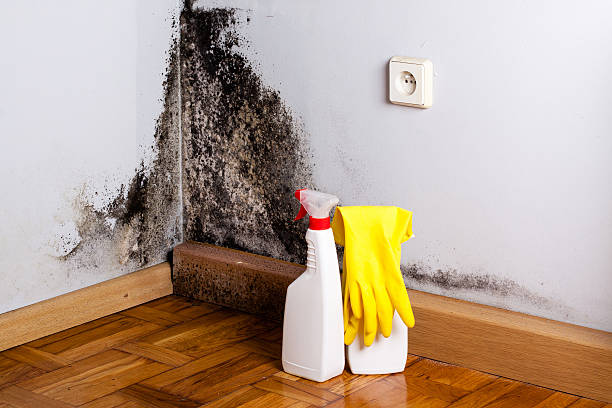 Best Black Mold Removal  in Cairo, NE