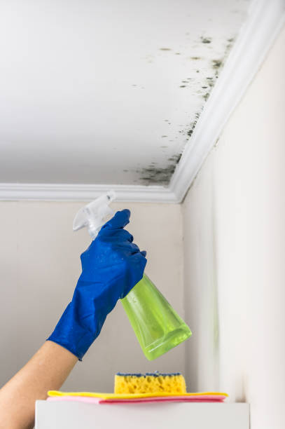Attic Mold Removal in Cairo, NE